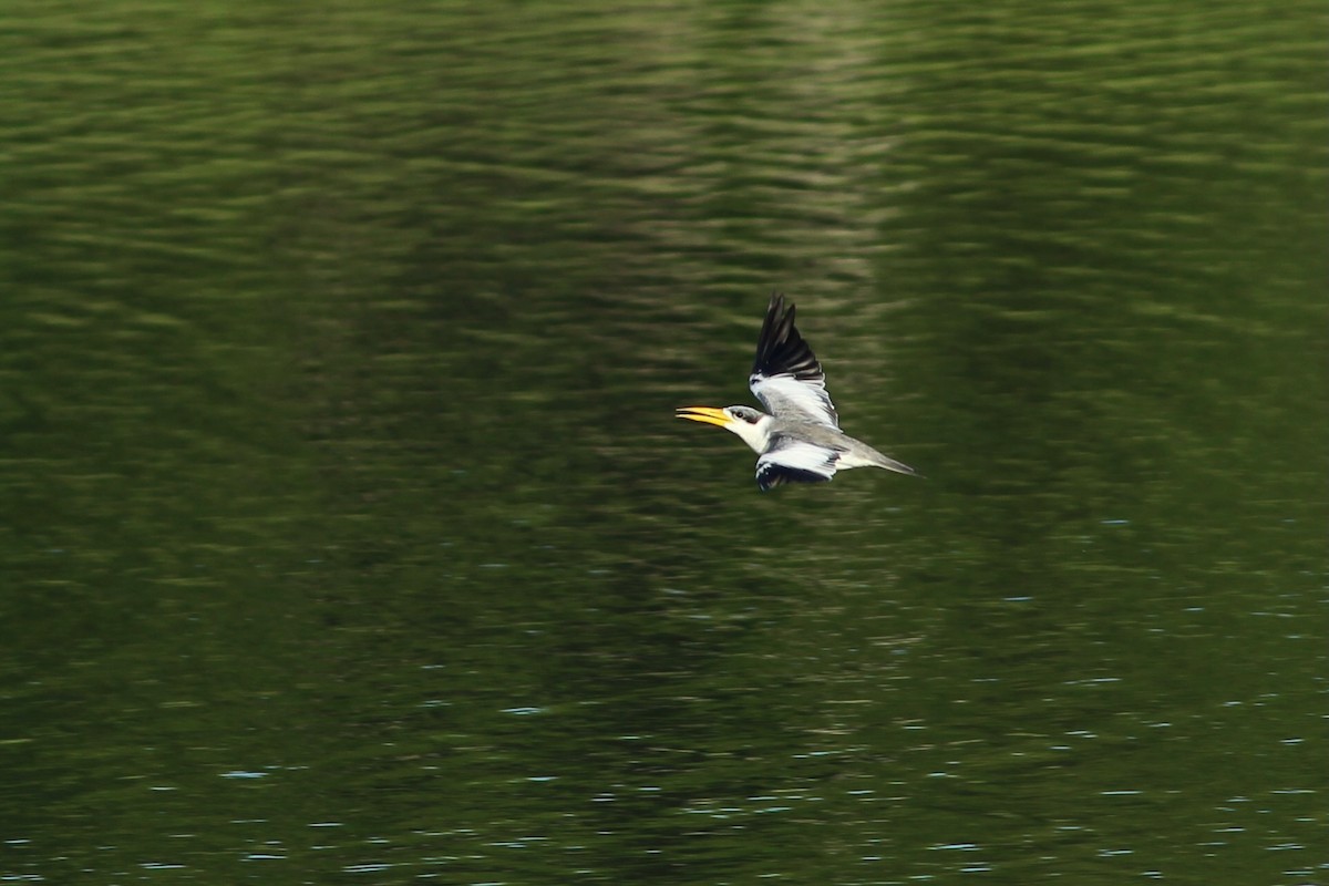 Large-billed Tern - ML620741862