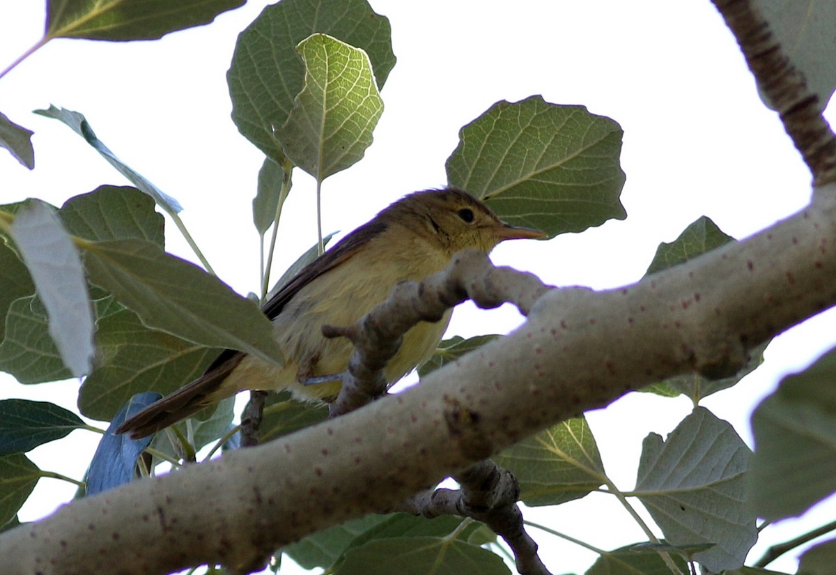 Melodious Warbler - ML620741863