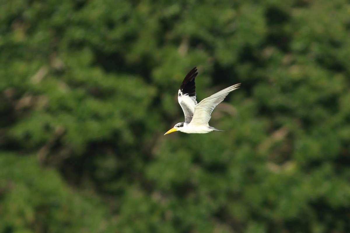 Large-billed Tern - ML620741867