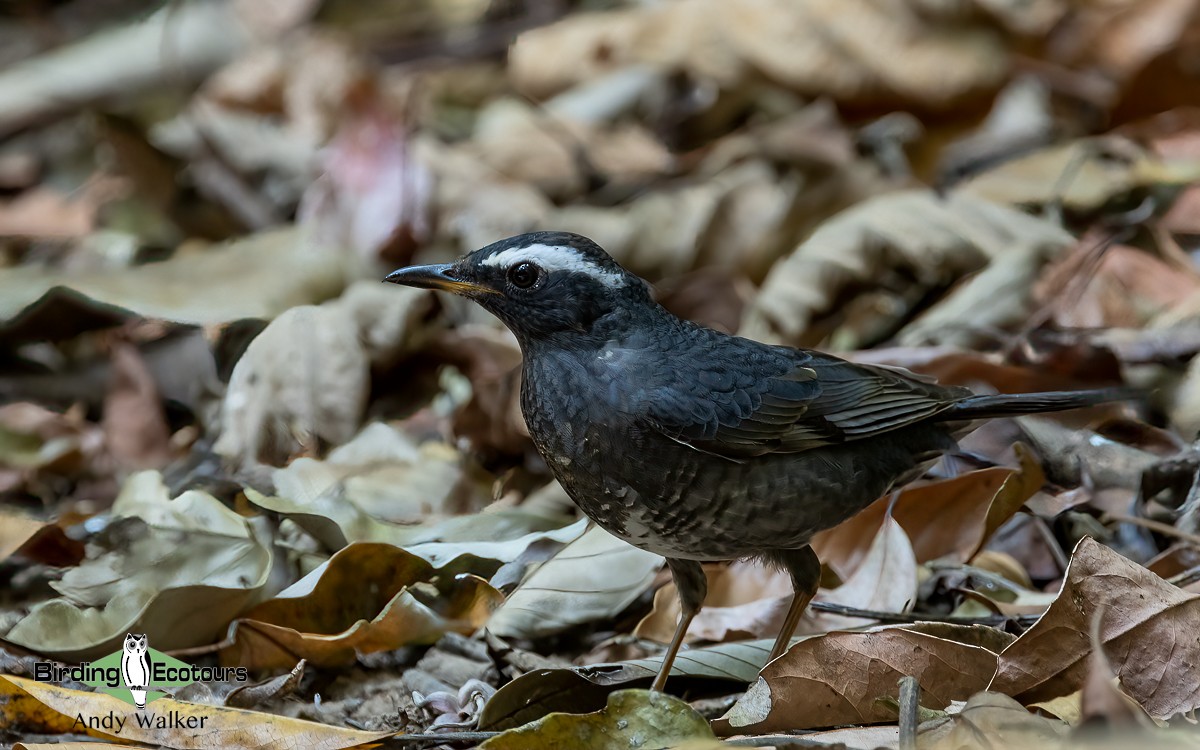 Siberian Thrush - ML620741869