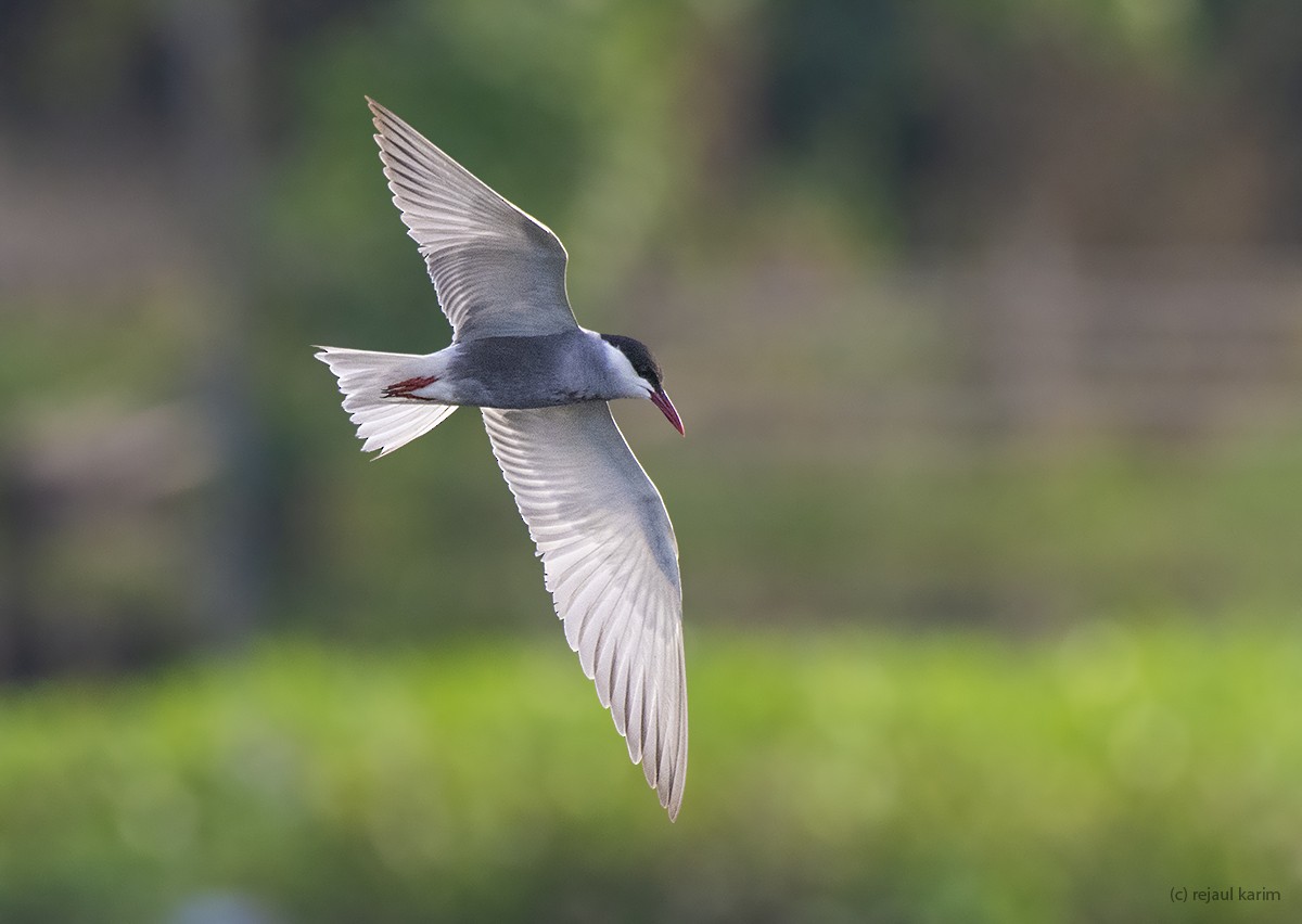 Whiskered Tern - ML620741872