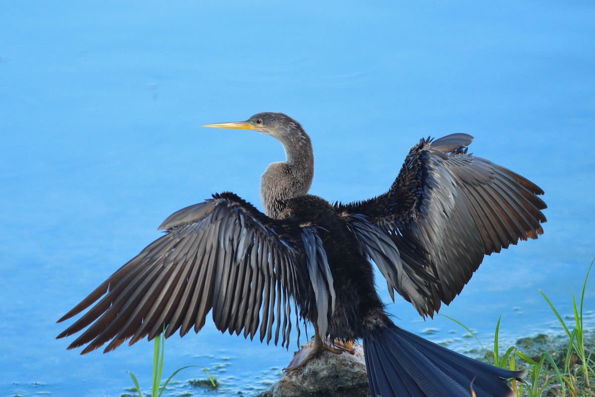 Amerika-Schlangenhalsvogel - ML620741873