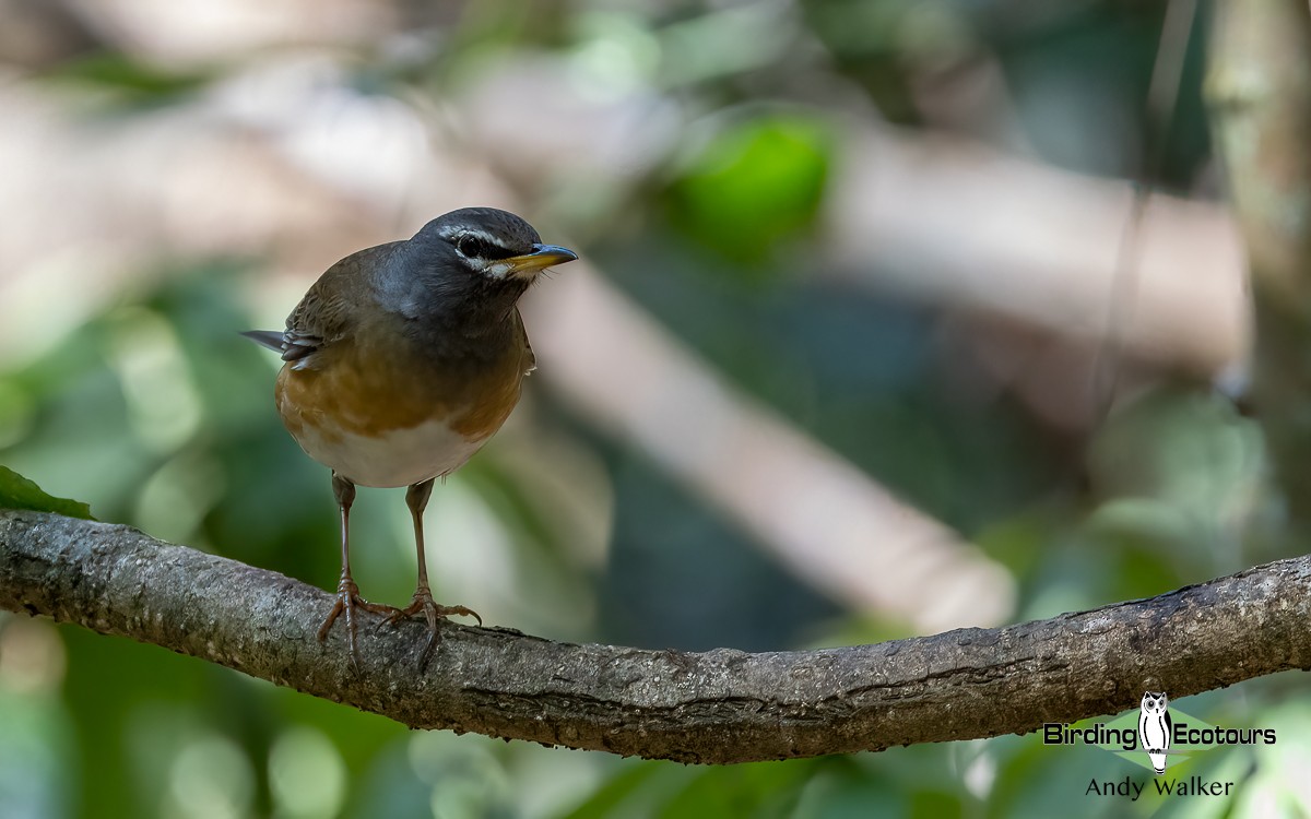 Eyebrowed Thrush - ML620741874