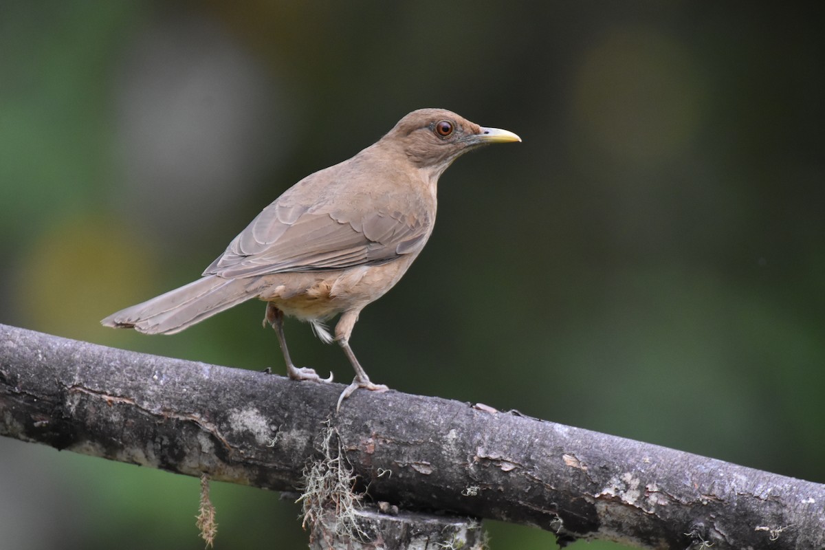 Clay-colored Thrush - ML620741876