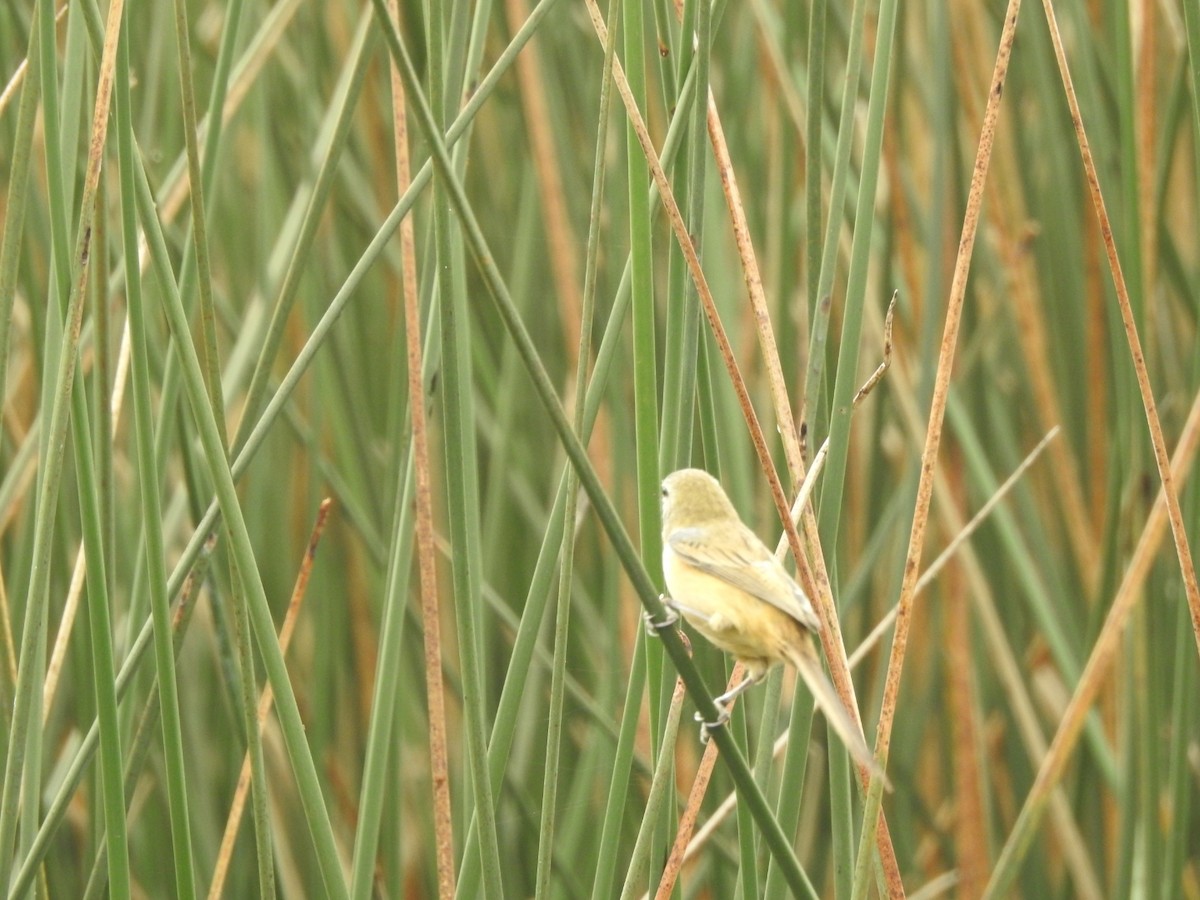 Long-tailed Reed Finch - ML620741877