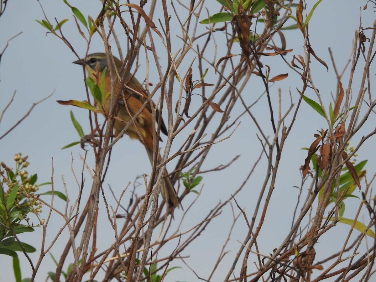 Long-tailed Reed Finch - ML620741878