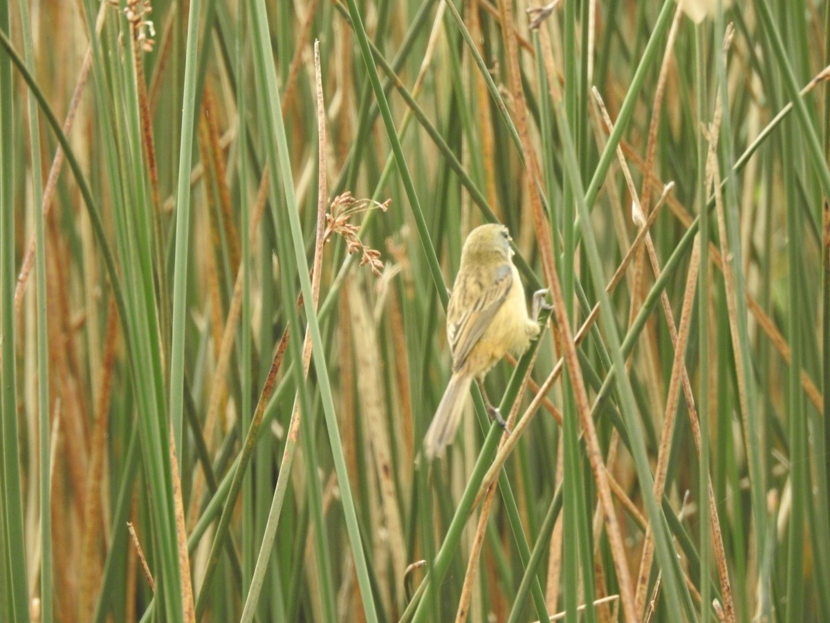 Long-tailed Reed Finch - ML620741879