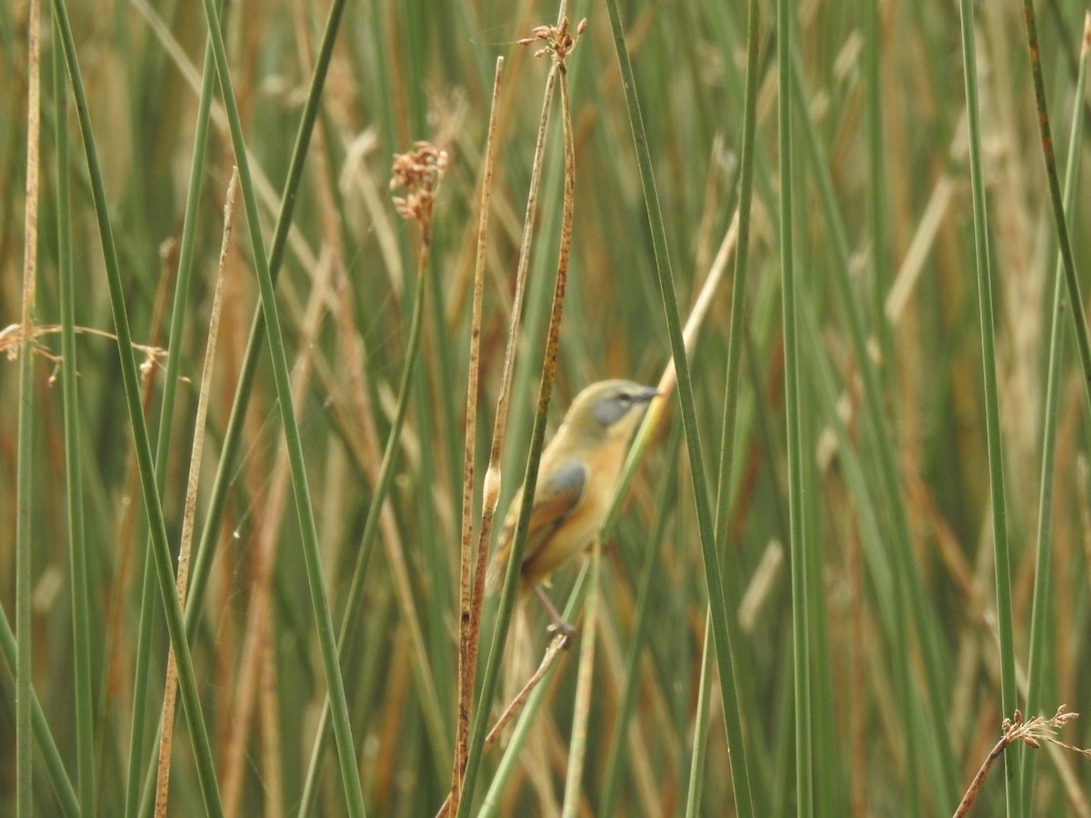 Long-tailed Reed Finch - ML620741880