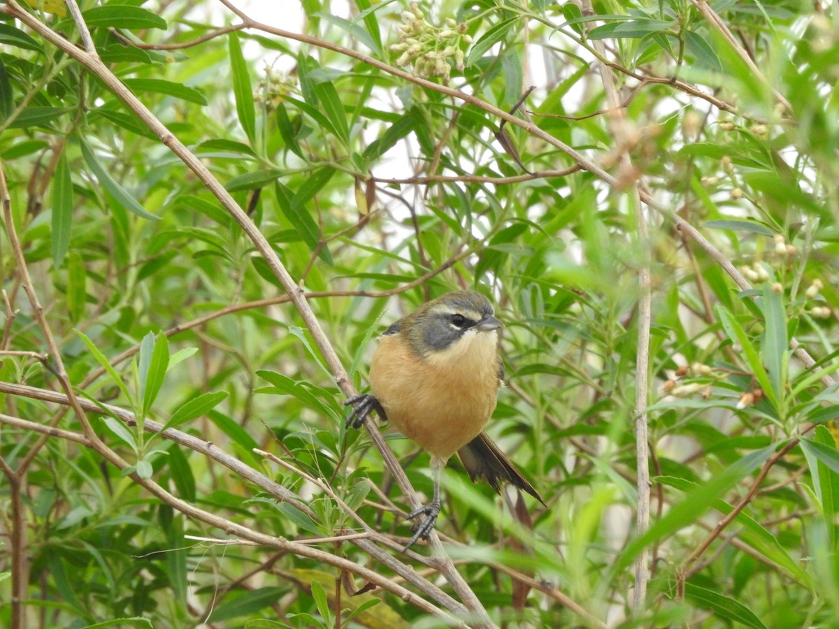 Long-tailed Reed Finch - ML620741882