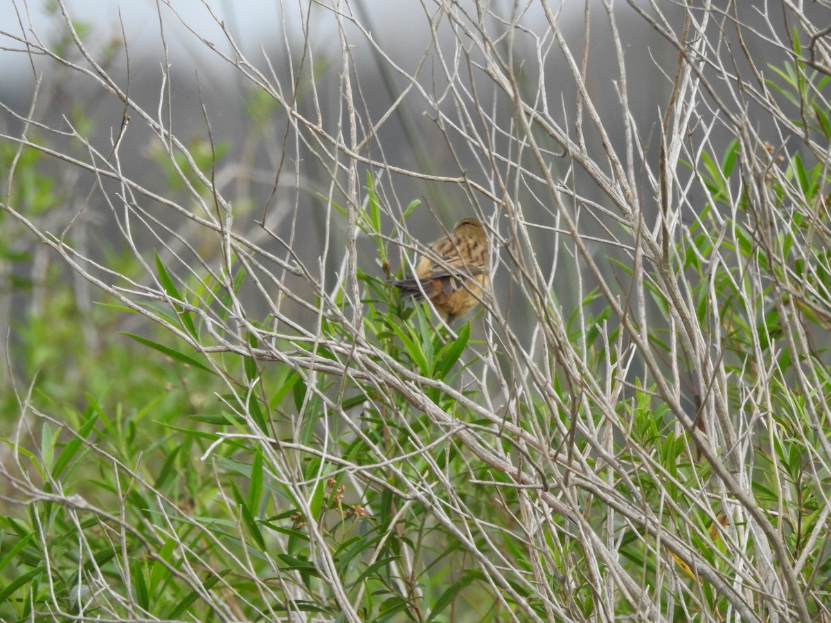 Long-tailed Reed Finch - ML620741883