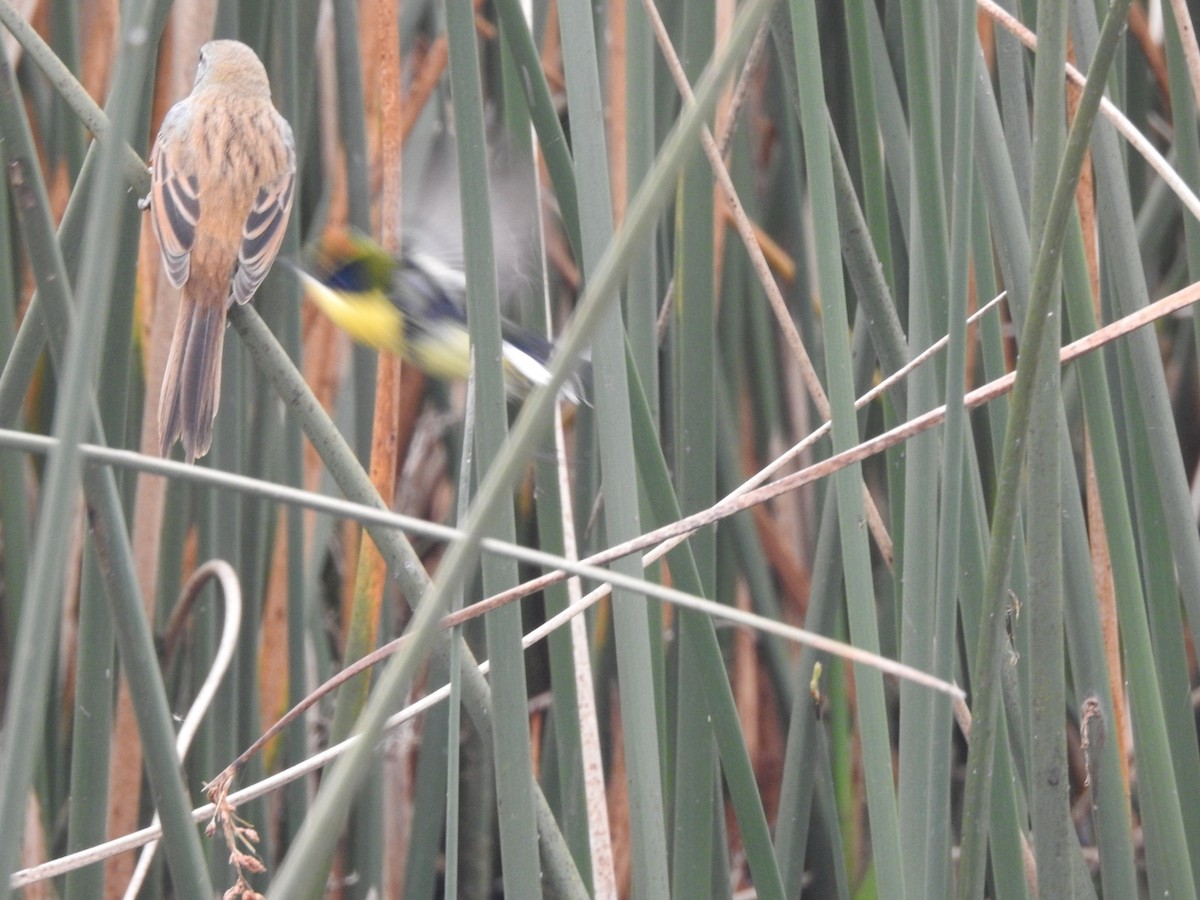 Long-tailed Reed Finch - ML620741885