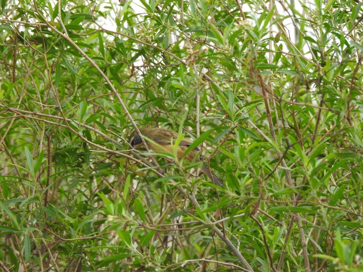 Long-tailed Reed Finch - ML620741886