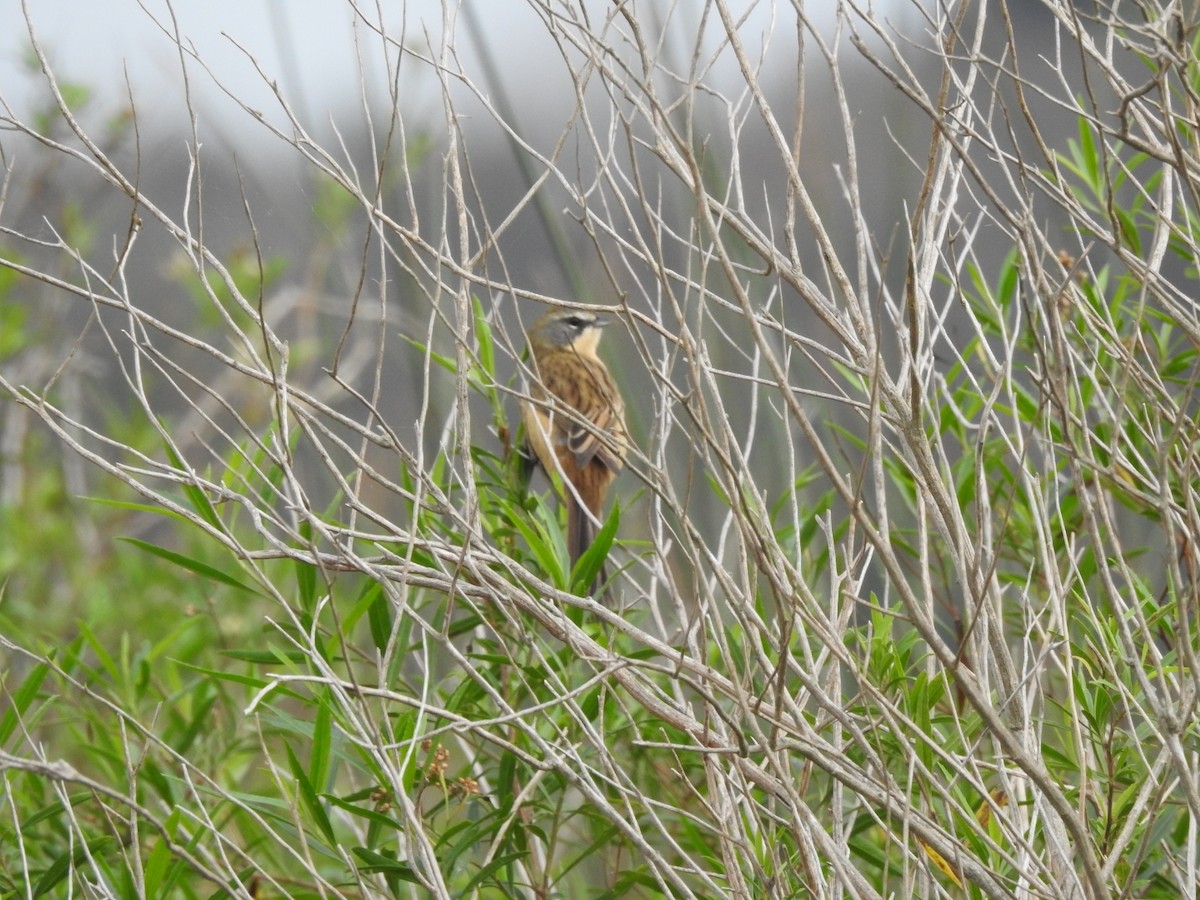 Long-tailed Reed Finch - Carlos Galvan