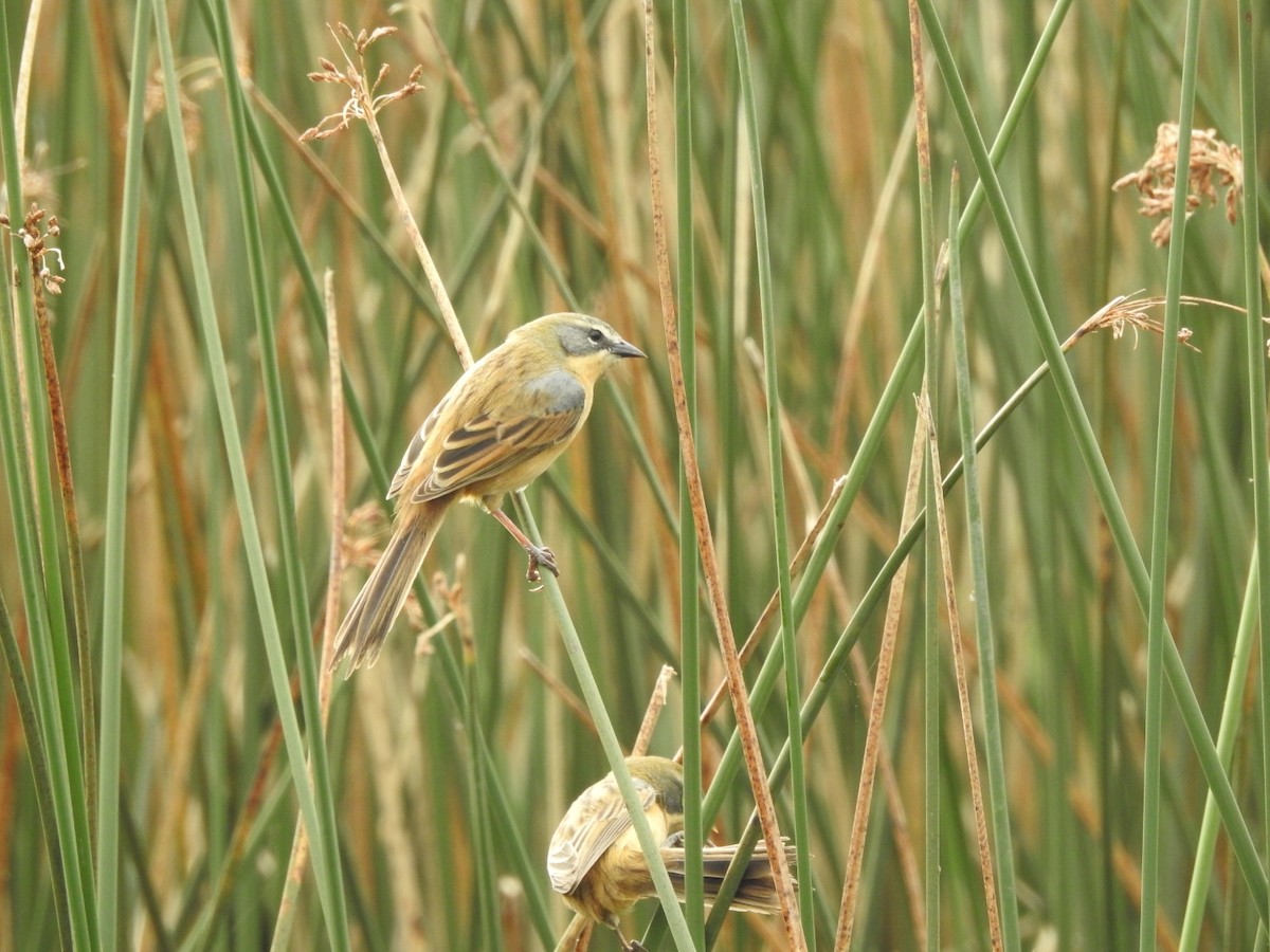 Long-tailed Reed Finch - ML620741888