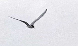 Gull-billed Tern - ML620741890