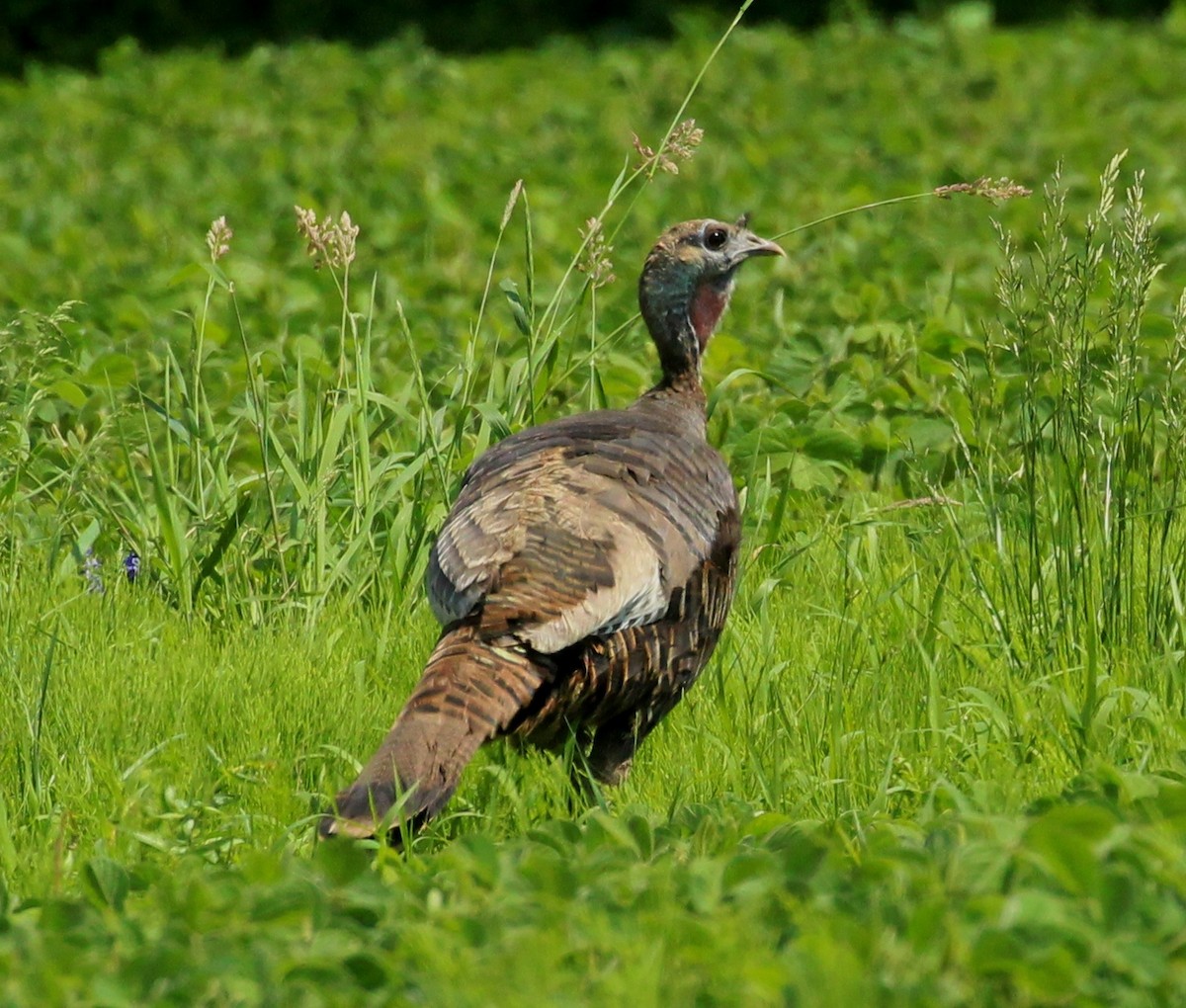 Wild Turkey - ML620741891