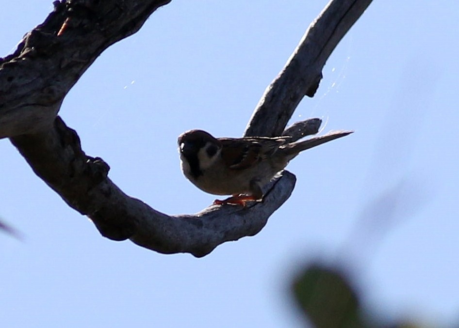 Eurasian Tree Sparrow - ML620741893