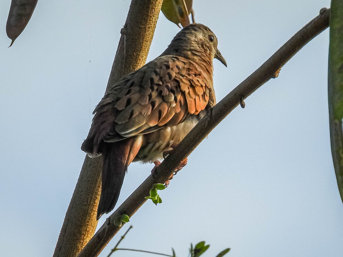 Ruddy Ground Dove - ML620741894