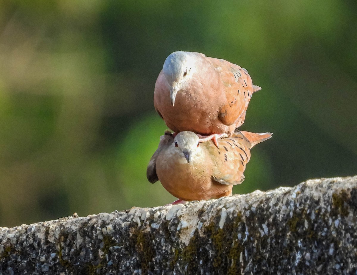 Ruddy Ground Dove - ML620741895