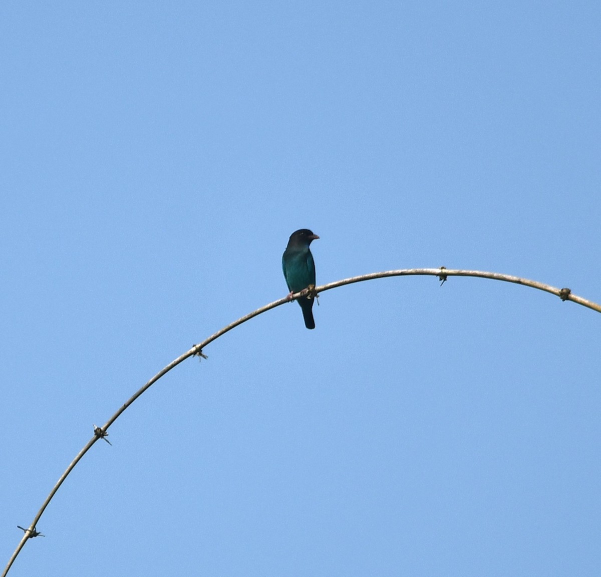 Dollarbird - ML620741898