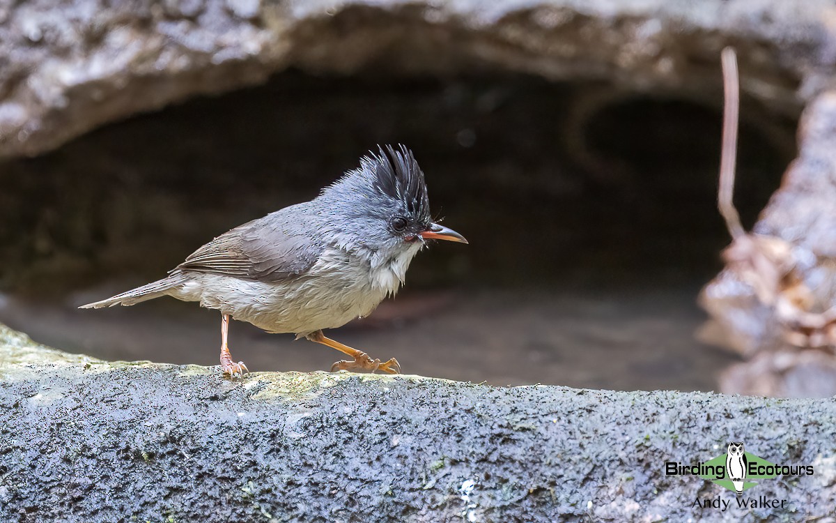 Black-chinned Yuhina - ML620741901