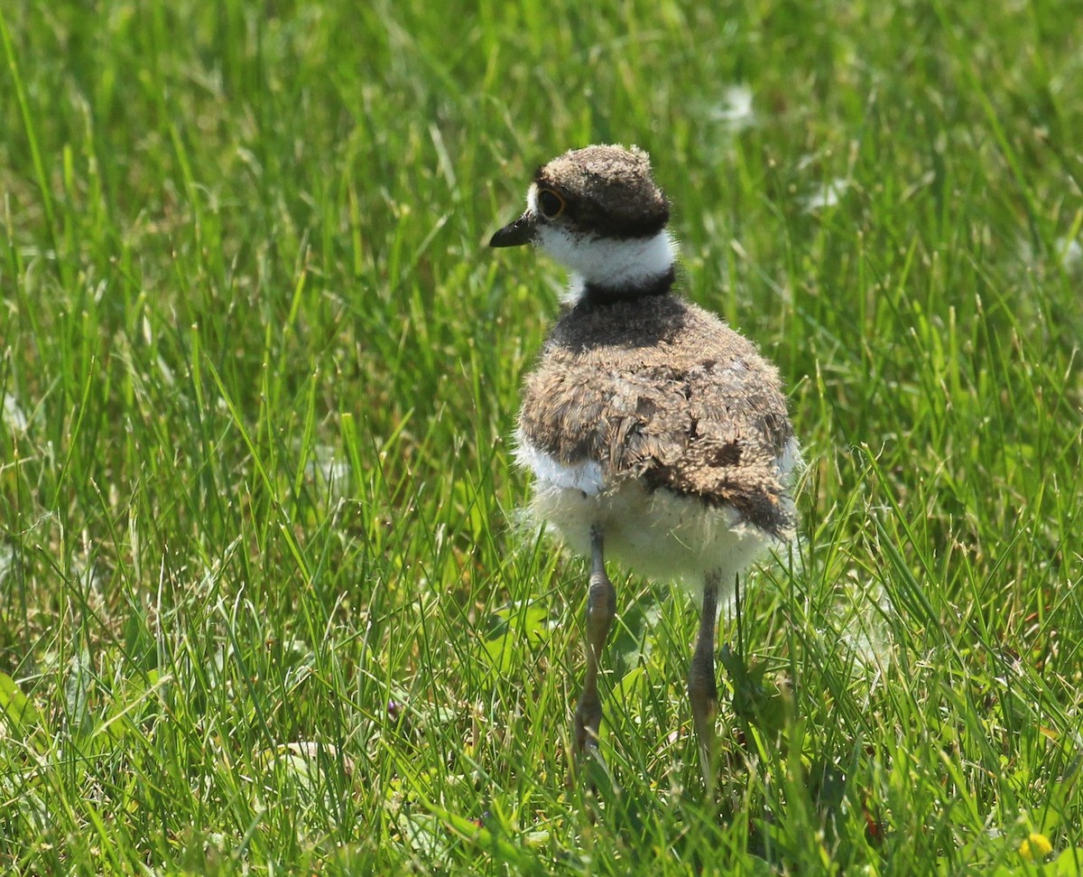 Killdeer - Hélène Crête