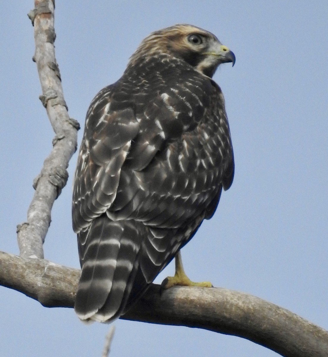 Red-shouldered Hawk - ML620741905