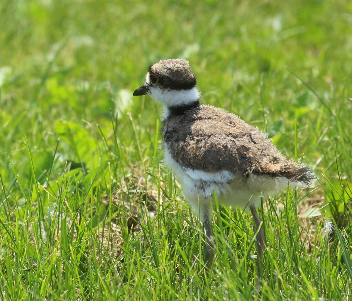 Killdeer - ML620741907