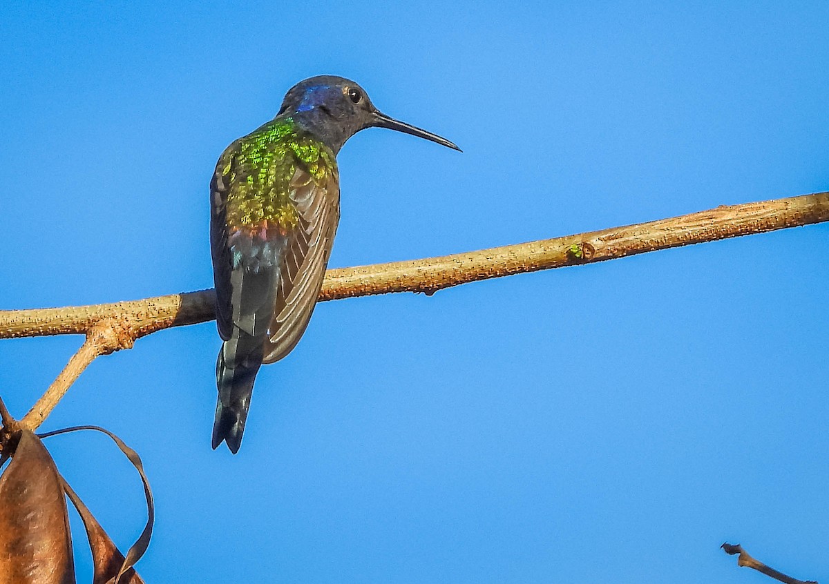 Swallow-tailed Hummingbird - ML620741908