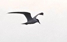 Gull-billed Tern - ML620741909