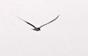 Gull-billed Tern - ML620741912