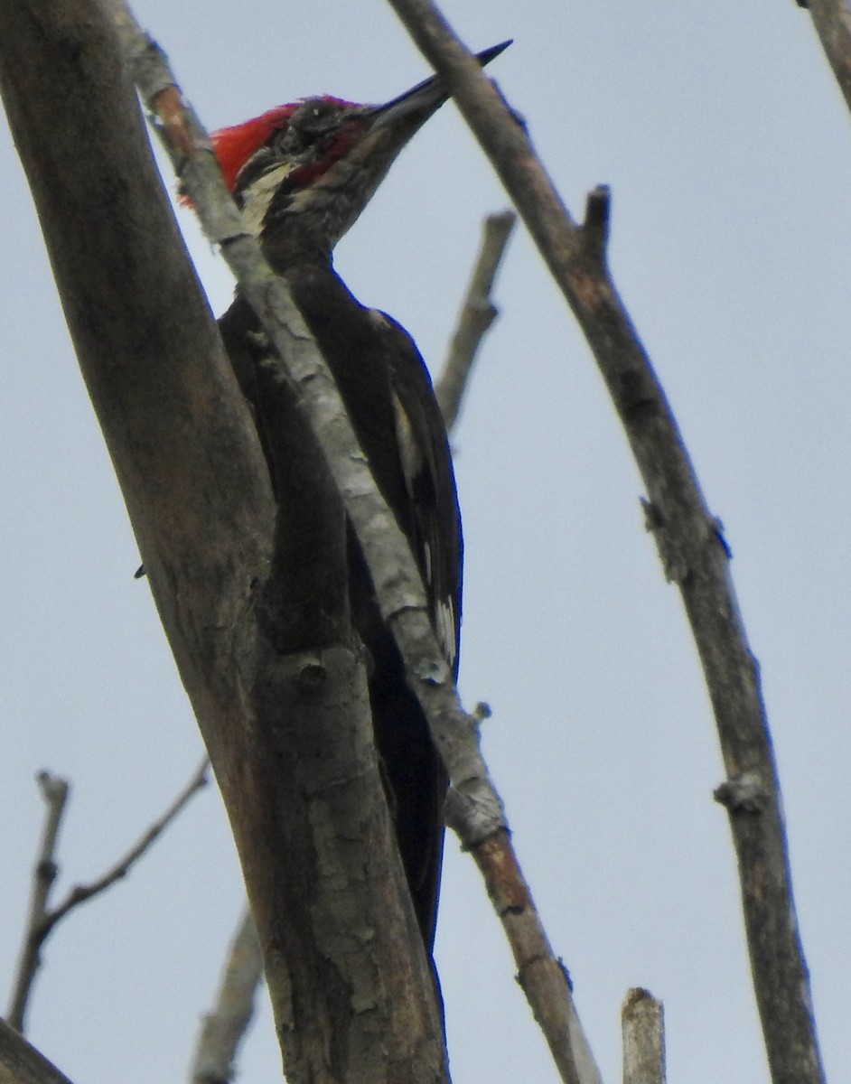 Pileated Woodpecker - ML620741914