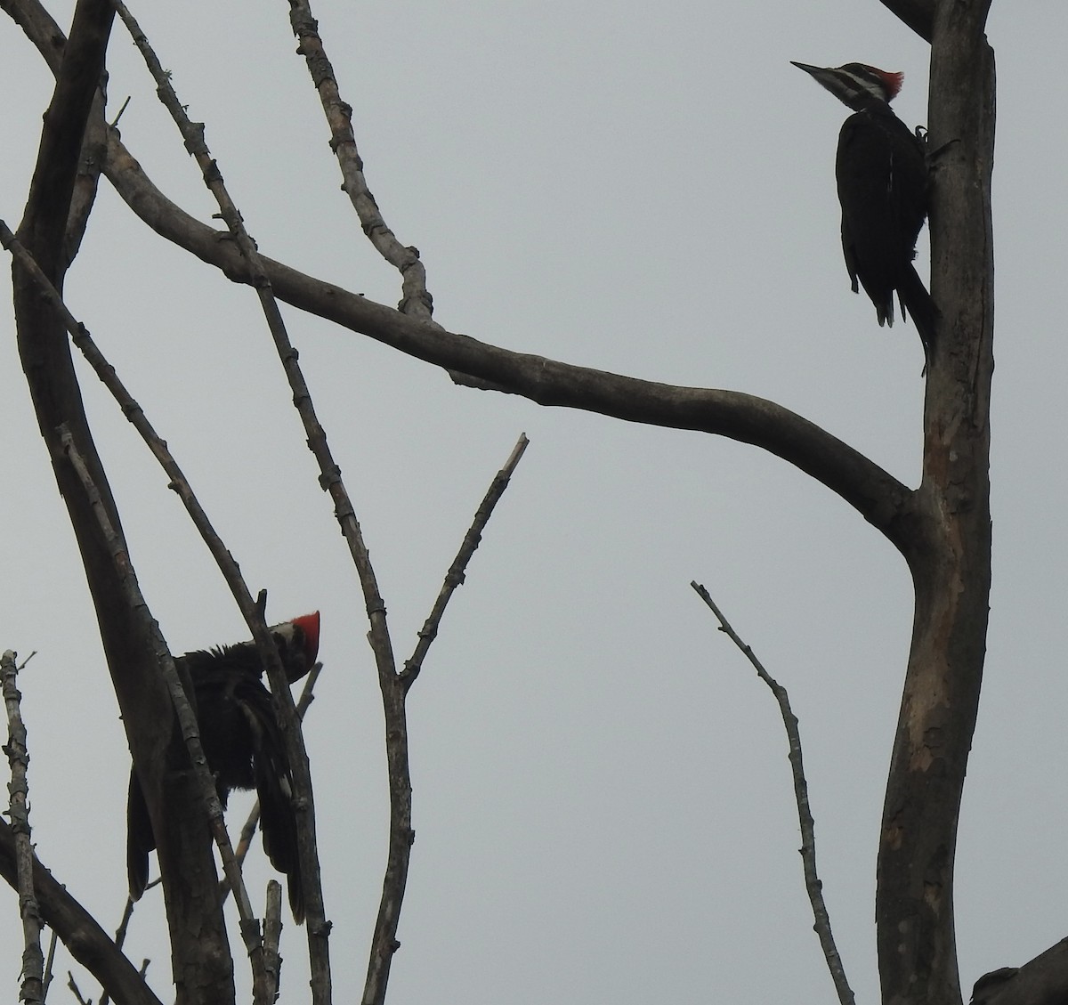 Pileated Woodpecker - ML620741915