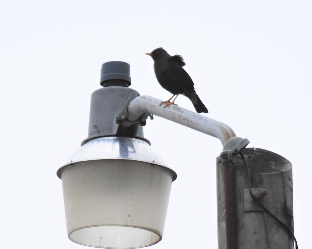 Sooty Thrush - ML620741916