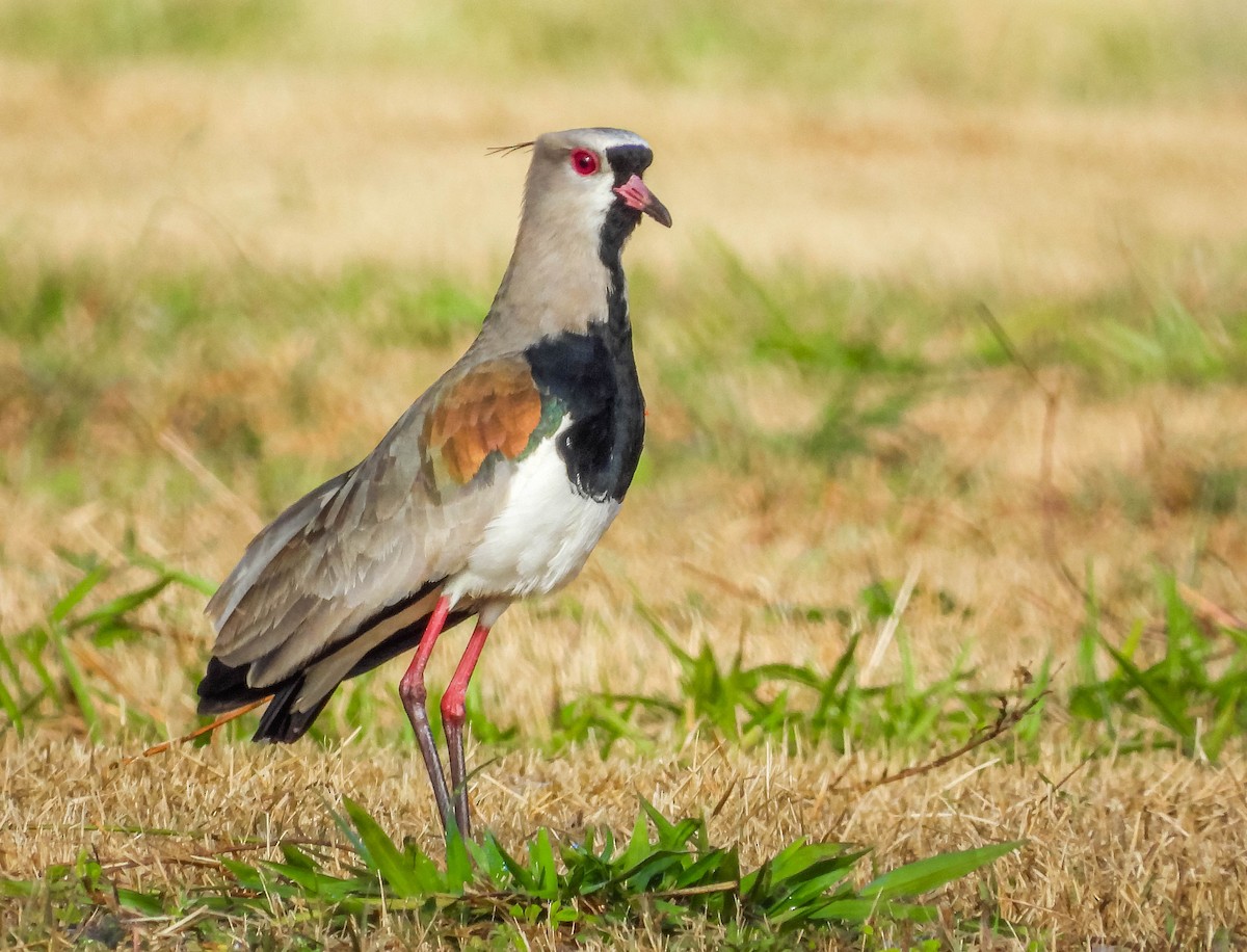 Southern Lapwing - ML620741918