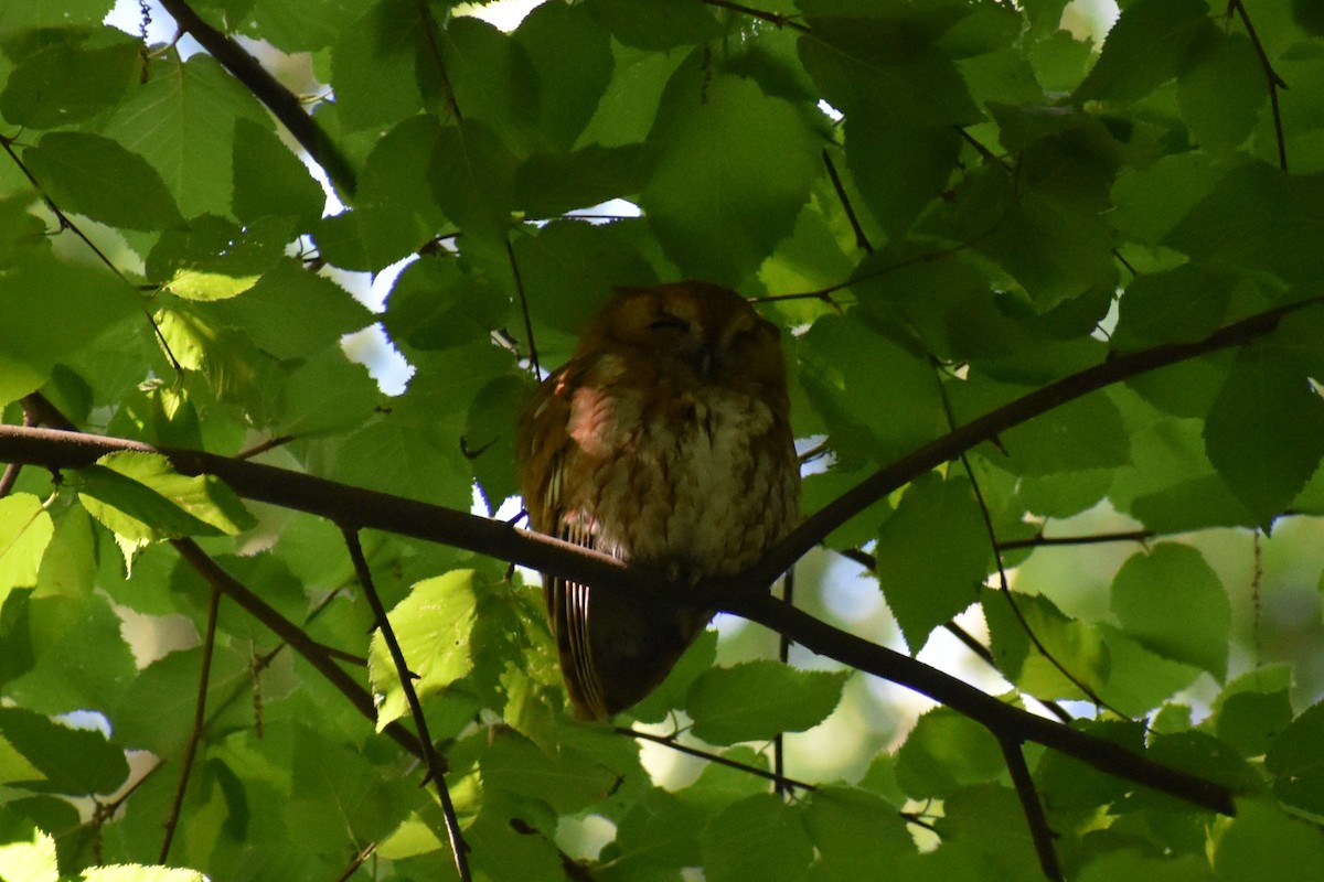 Eastern Screech-Owl - David Lichter