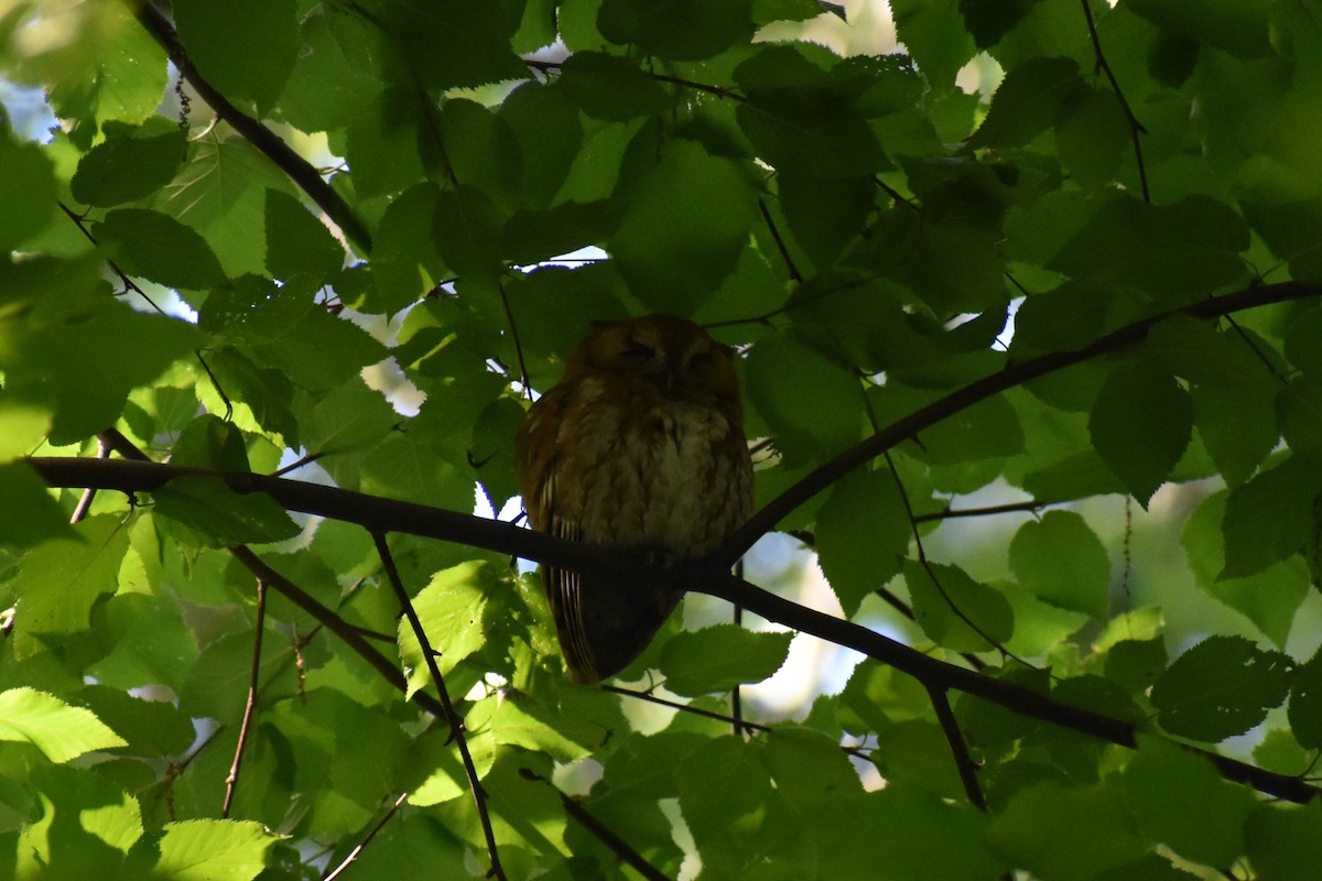 Eastern Screech-Owl - ML620741921