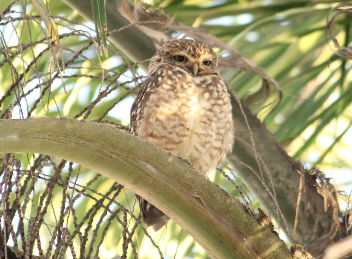 Burrowing Owl - ML620741922