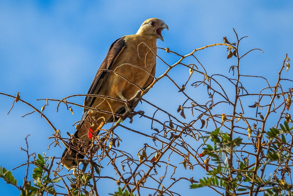 Yellow-headed Caracara - ML620741926