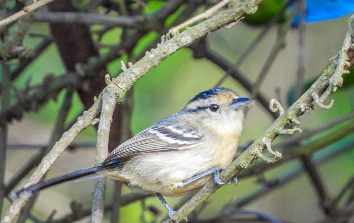 Black-capped Antwren - ML620741928