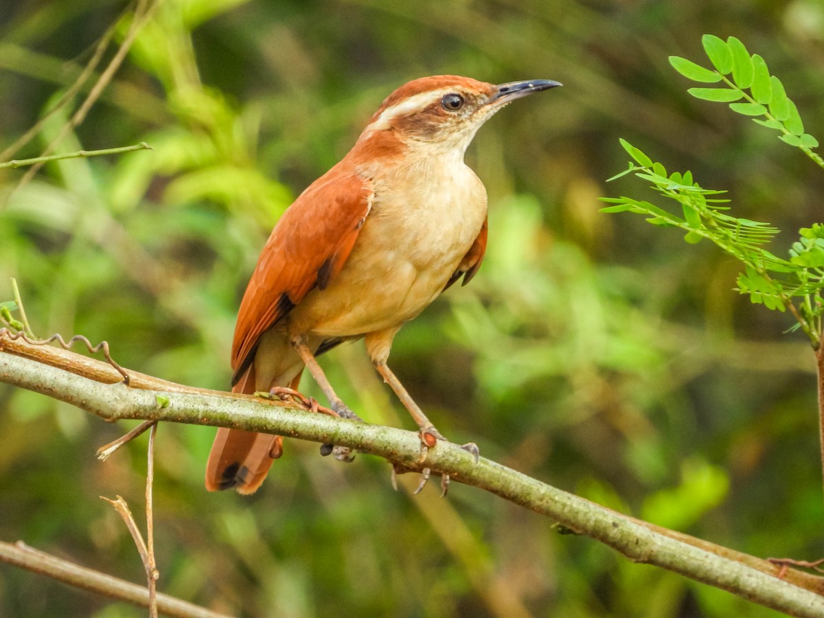 Wing-banded Hornero - ML620741933