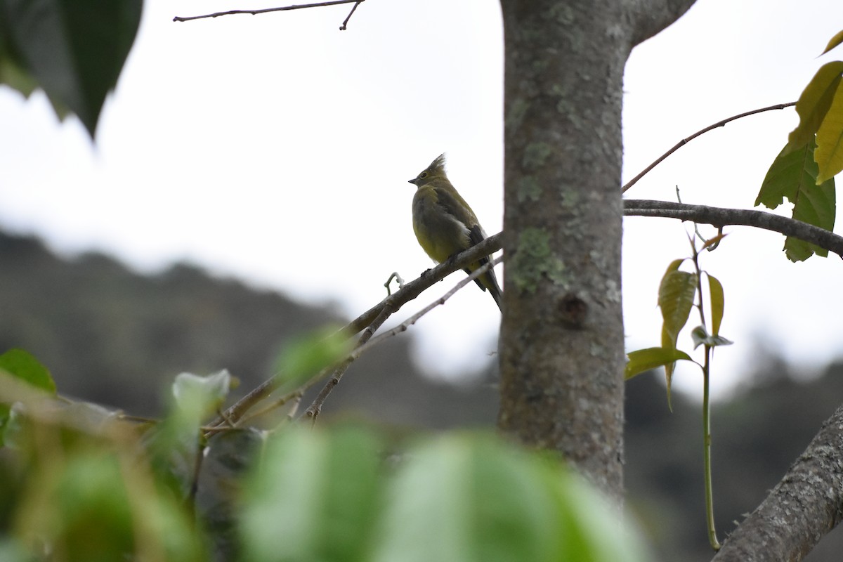 Long-tailed Silky-flycatcher - ML620741934