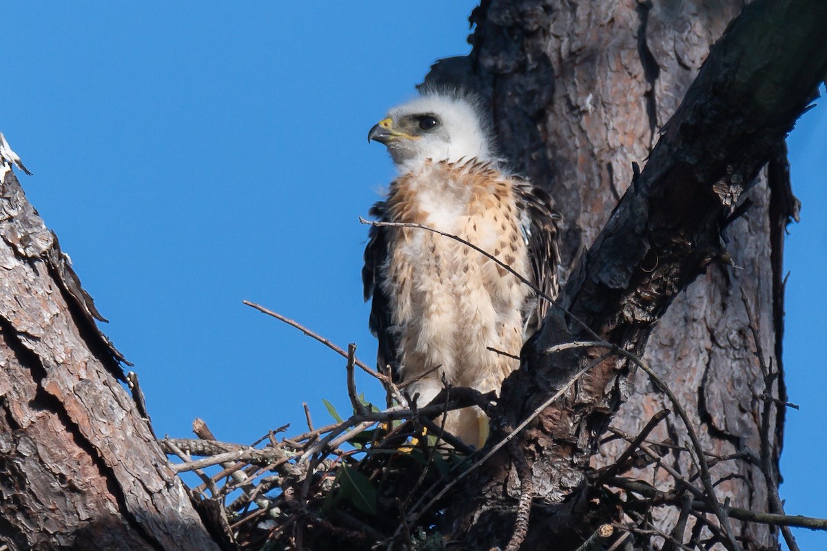 Broad-winged Hawk - ML620741937