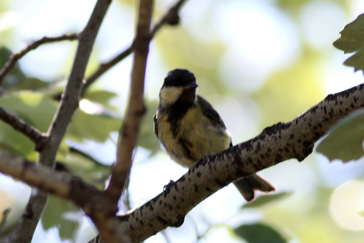 Mésange charbonnière - ML620741942