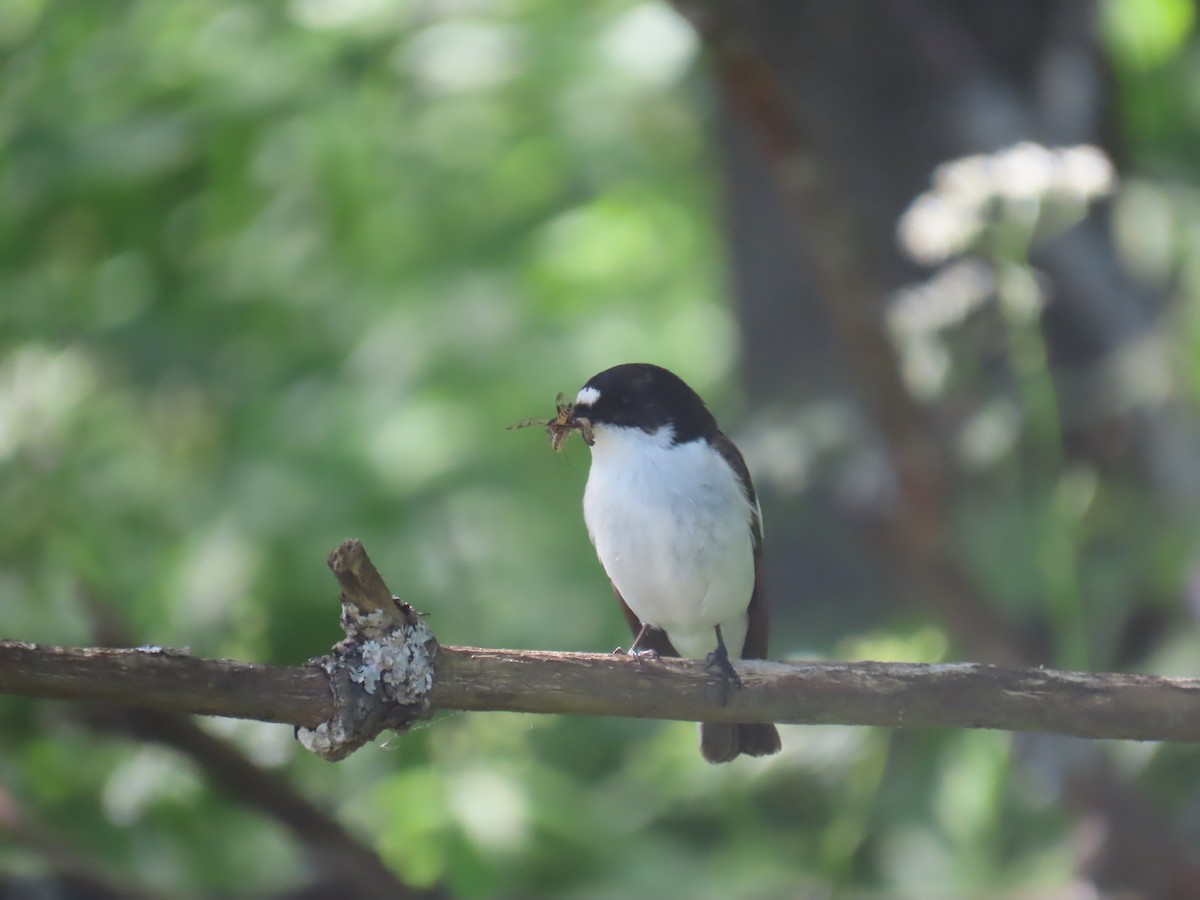 European Pied Flycatcher - ML620741947