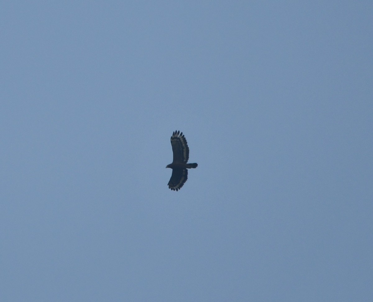 Crested Serpent-Eagle - ML620741950