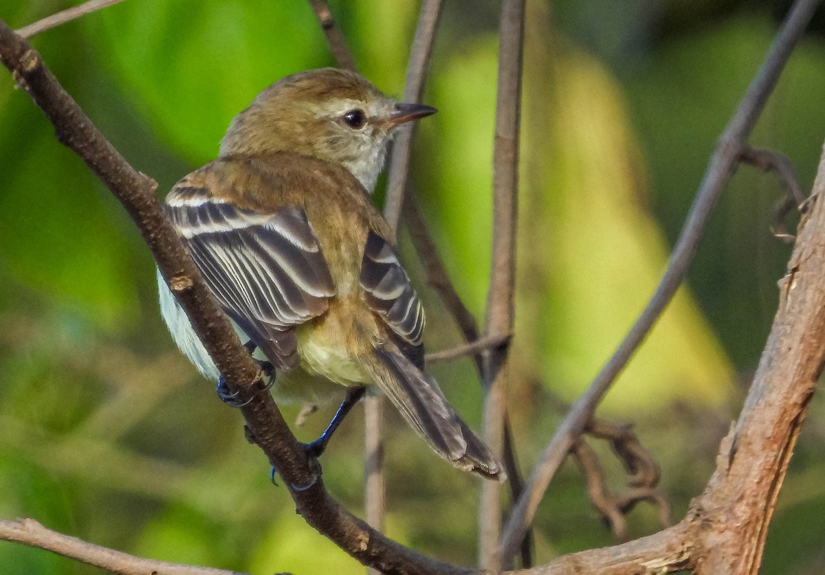 Southern Mouse-colored Tyrannulet - ML620741956