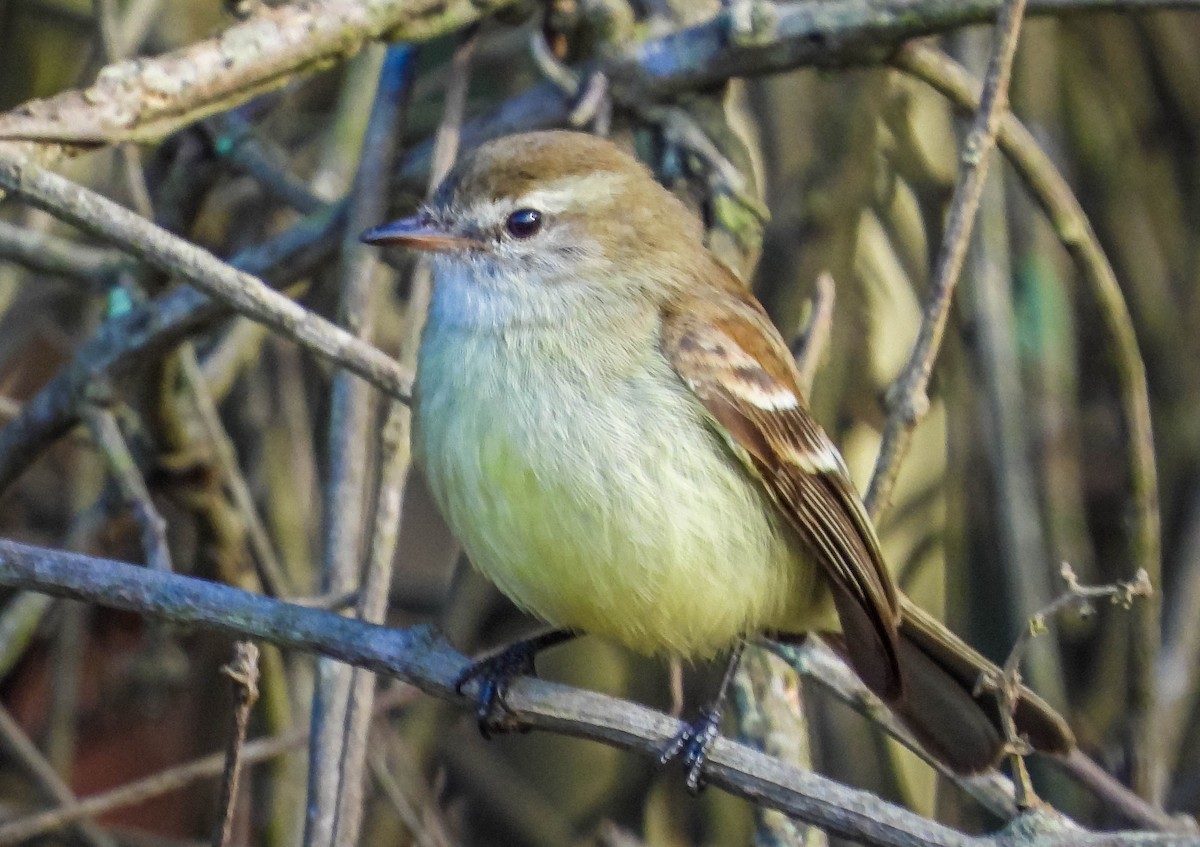 Southern Mouse-colored Tyrannulet - ML620741957