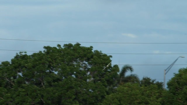 Large-billed Tern - ML620741967