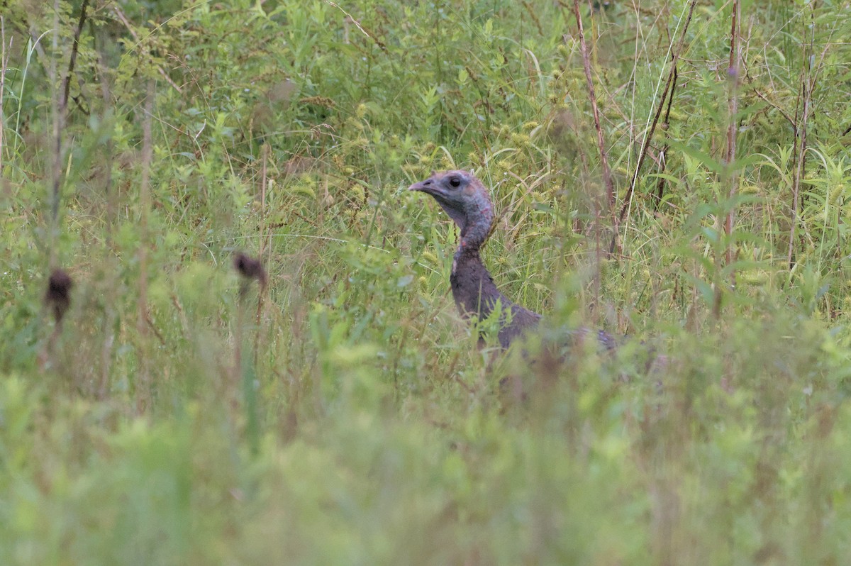 Wild Turkey - ML620741968